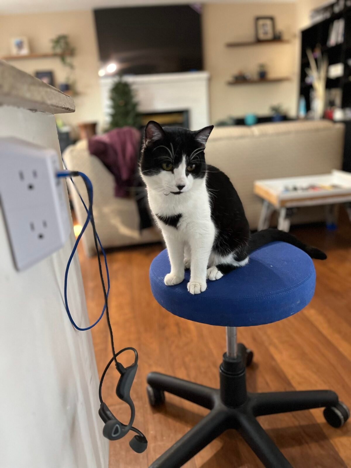 Wanda on a stool looking to the left