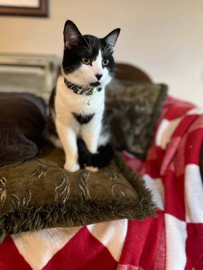 Wanda on the green sofa